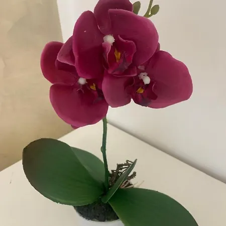 Metro-massaua Lejlighed